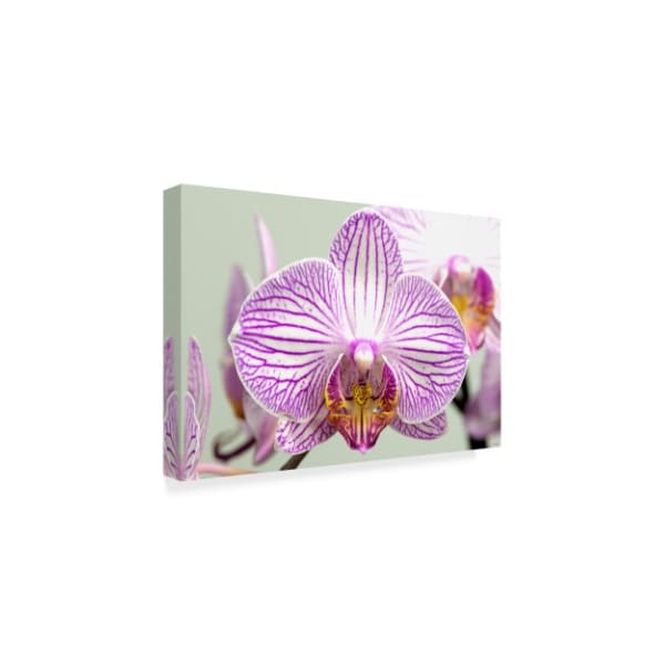 Gordon Semmens 'Orchid Stripe' Canvas Art,22x32